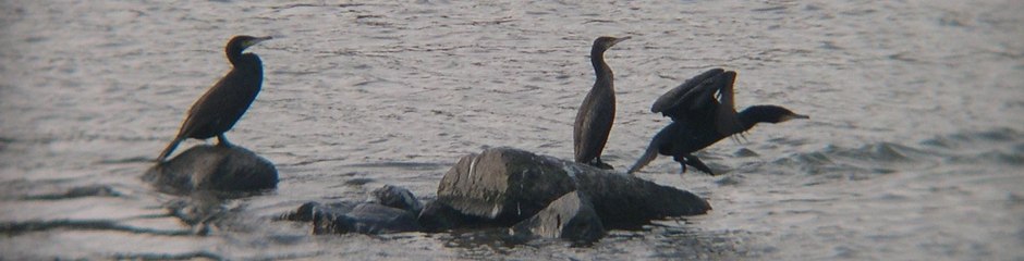 Cormorants over the river