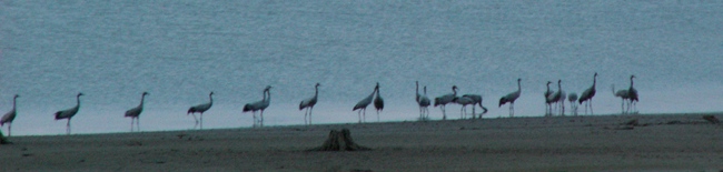 oiseaux sur le lac